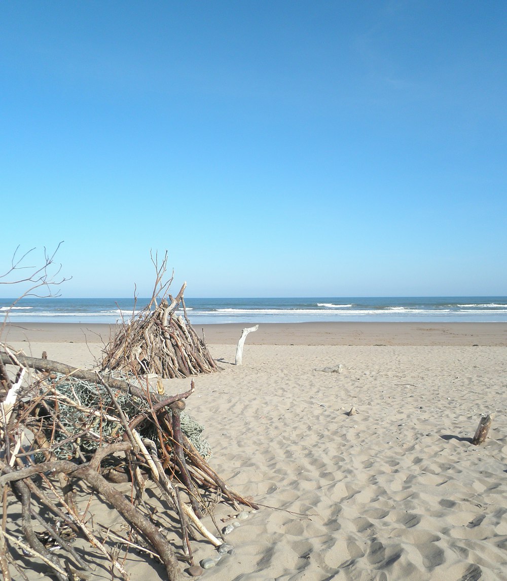 branches d’arbres brunes sur une plage de sable blanc pendant la journée