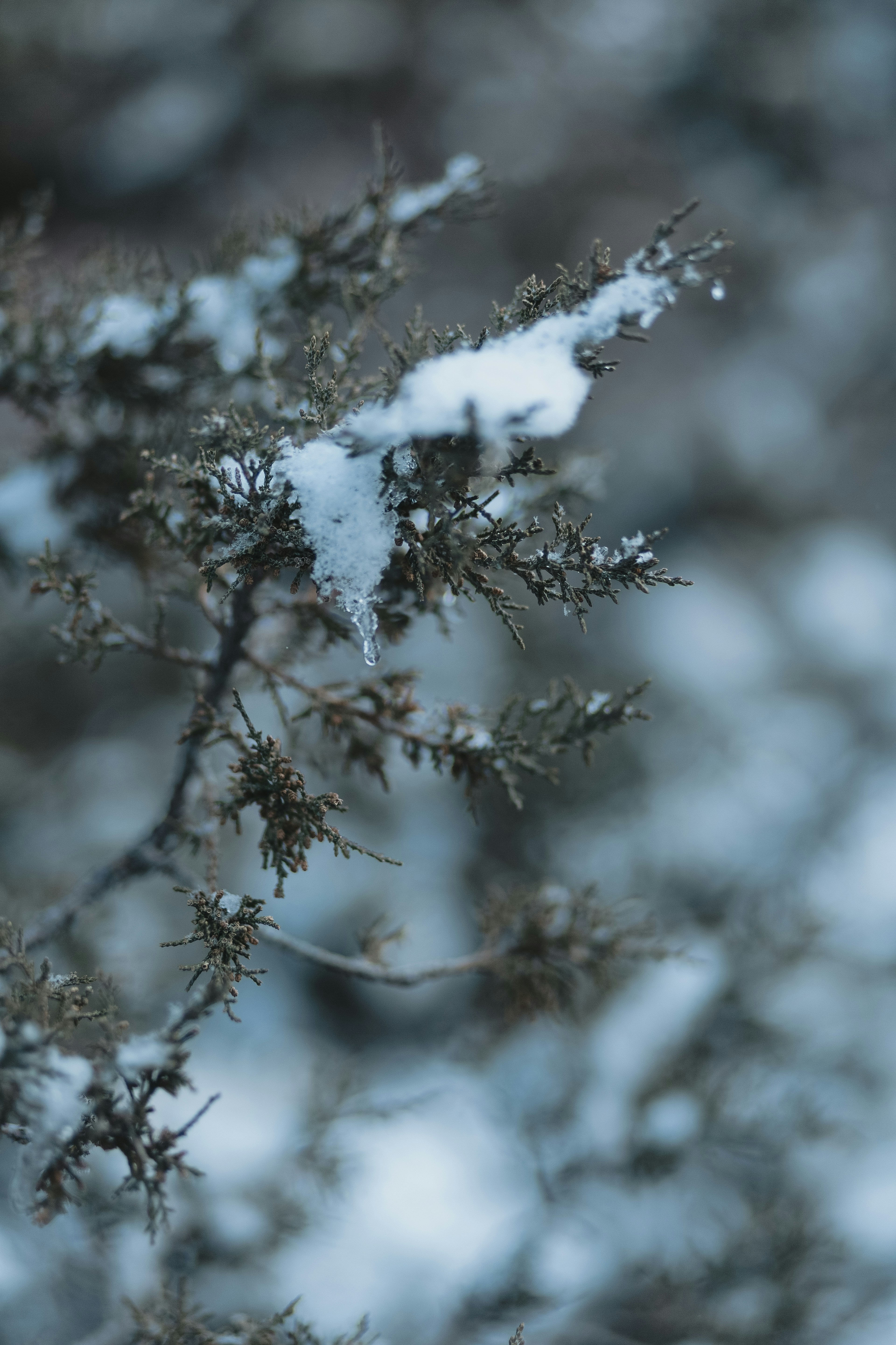 Photo by mohsenamerri