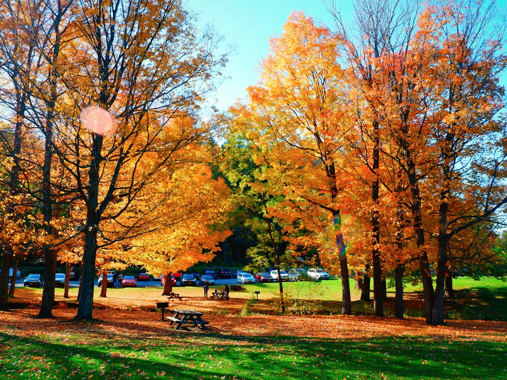 people sitting on bench under tree during daytime