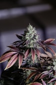 A close-up of a cannabis plant with a dense, flowering bud at its center. The leaves surrounding the bud are pointed, with shades of dark purple and green. The background is blurred, emphasizing the plant itself.