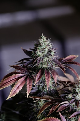 A close-up of a cannabis plant with a dense, flowering bud at its center. The leaves surrounding the bud are pointed, with shades of dark purple and green. The background is blurred, emphasizing the plant itself.