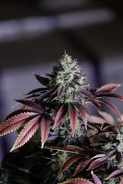 green and brown Cannabis flower close up photography