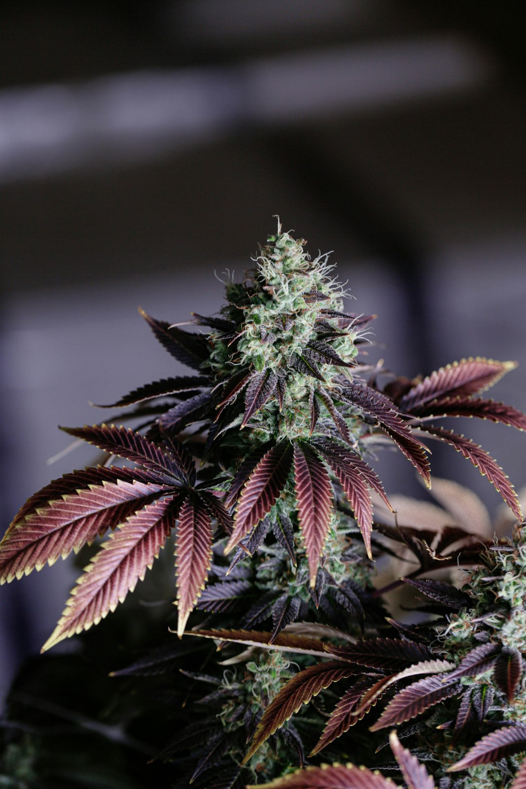The Ultimate Guide To Weed Gifts: Discover Happy Kit