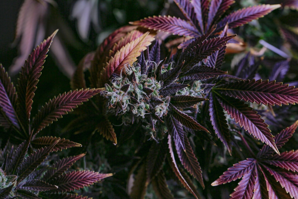 pomme de pin verte et brune de cannabis. Lorsque vous souhaitez établir une relation entre le cannabis et la dépression, vous devriez vérifier certains types de cette magnifique plante.