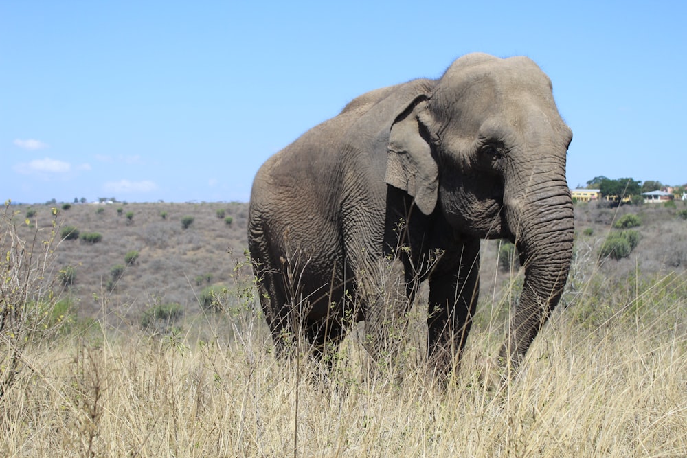 elefante cinzento no campo marrom da grama durante o dia