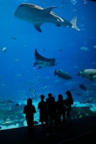 Silhouetted figures of people stand in front of a large aquarium tank, observing various marine creatures swimming inside. A massive whale shark dominates the scene, accompanied by a graceful manta ray and numerous smaller fish, all set against the vibrant blue of the water.