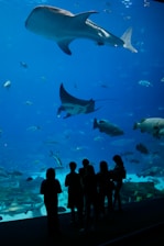 Silhouetted figures of people stand in front of a large aquarium tank, observing various marine creatures swimming inside. A massive whale shark dominates the scene, accompanied by a graceful manta ray and numerous smaller fish, all set against the vibrant blue of the water.