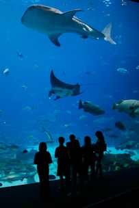 Silhouetted figures of people stand in front of a large aquarium tank, observing various marine creatures swimming inside. A massive whale shark dominates the scene, accompanied by a graceful manta ray and numerous smaller fish, all set against the vibrant blue of the water.