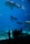 Silhouetted figures of people stand in front of a large aquarium tank, observing various marine creatures swimming inside. A massive whale shark dominates the scene, accompanied by a graceful manta ray and numerous smaller fish, all set against the vibrant blue of the water.
