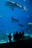 Silhouetted figures of people stand in front of a large aquarium tank, observing various marine creatures swimming inside. A massive whale shark dominates the scene, accompanied by a graceful manta ray and numerous smaller fish, all set against the vibrant blue of the water.