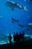 Silhouetted figures of people stand in front of a large aquarium tank, observing various marine creatures swimming inside. A massive whale shark dominates the scene, accompanied by a graceful manta ray and numerous smaller fish, all set against the vibrant blue of the water.