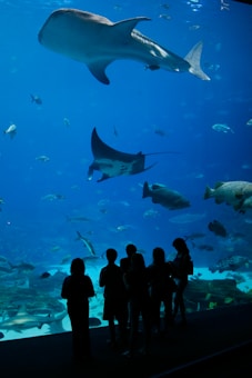 Silhouetted figures of people stand in front of a large aquarium tank, observing various marine creatures swimming inside. A massive whale shark dominates the scene, accompanied by a graceful manta ray and numerous smaller fish, all set against the vibrant blue of the water.