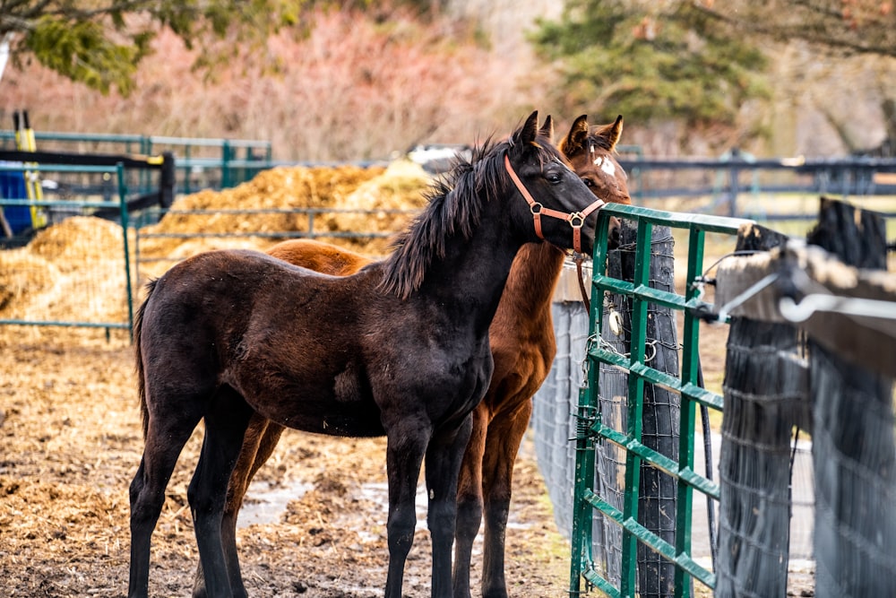 black horse standing on brown wooden fence during daytime