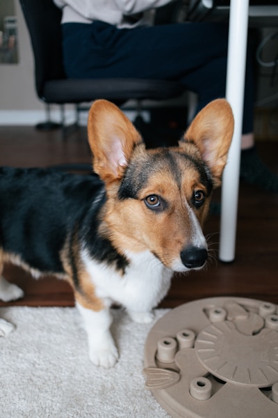 Dog Enrichment Ideas: 25 Ways to Keep Your Dog Mentally Stimulated