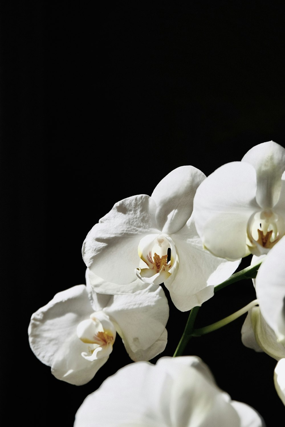 white moth orchids in bloom close up photo