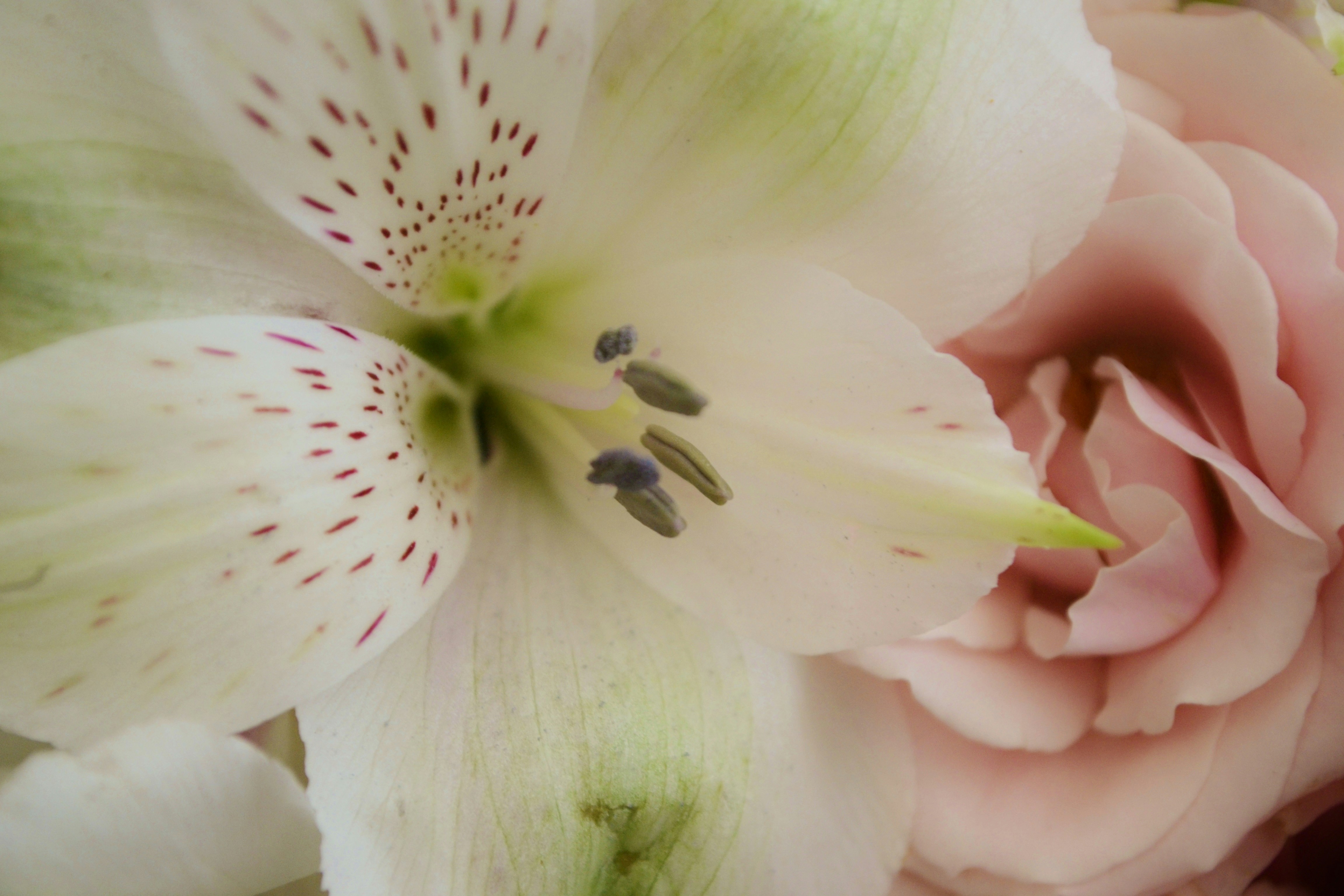Blooming Nail & Spa