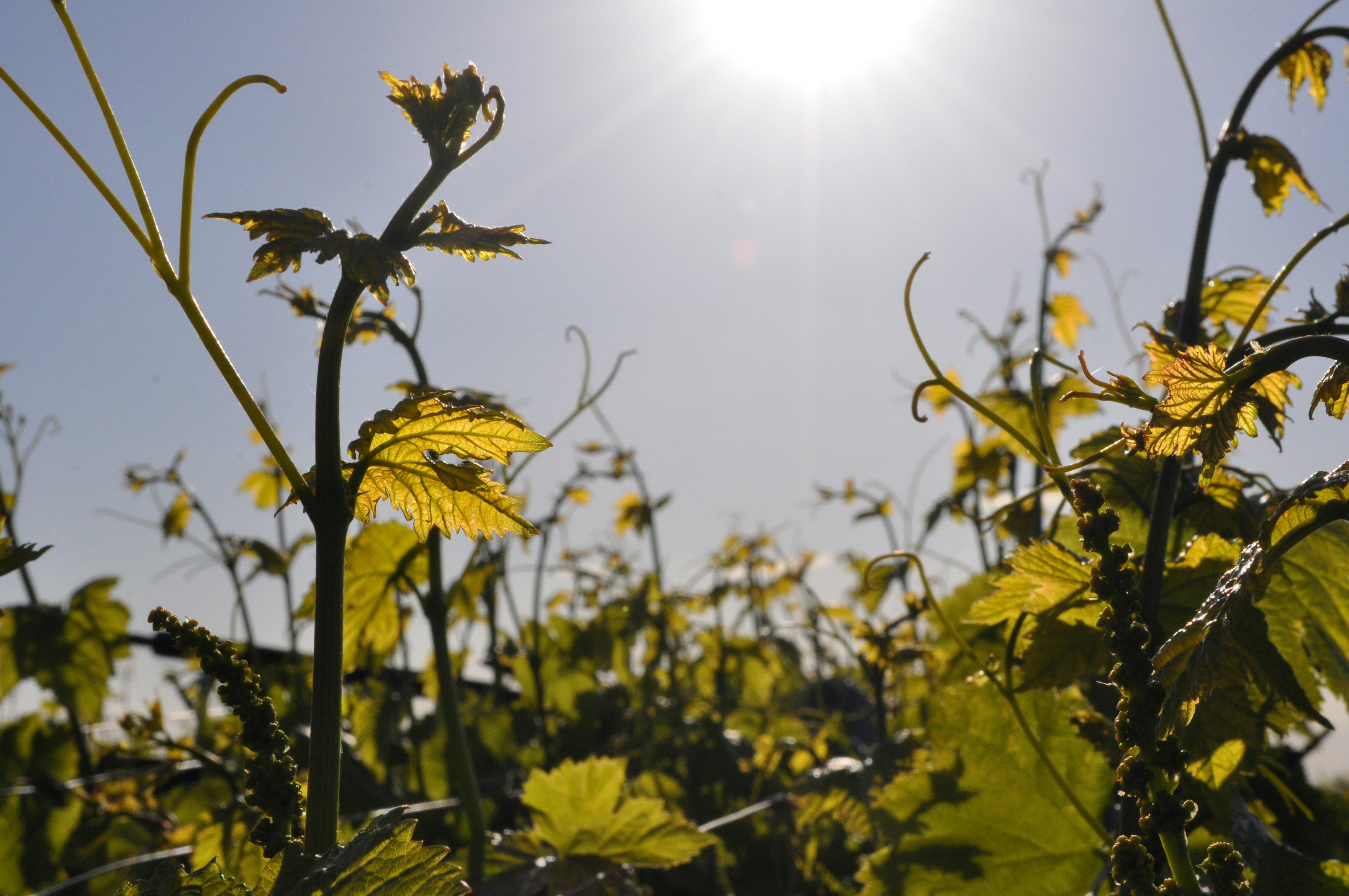 Photo by shelbyteach