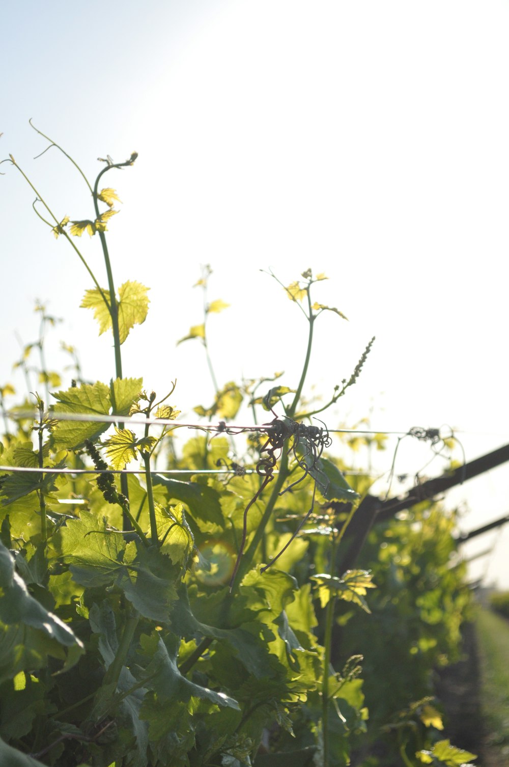 black spider on yellow flower during daytime