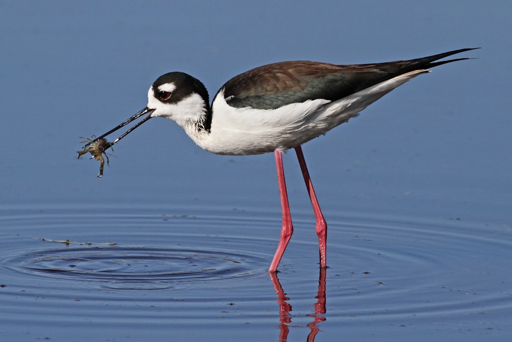 white and black bird on water during daytime