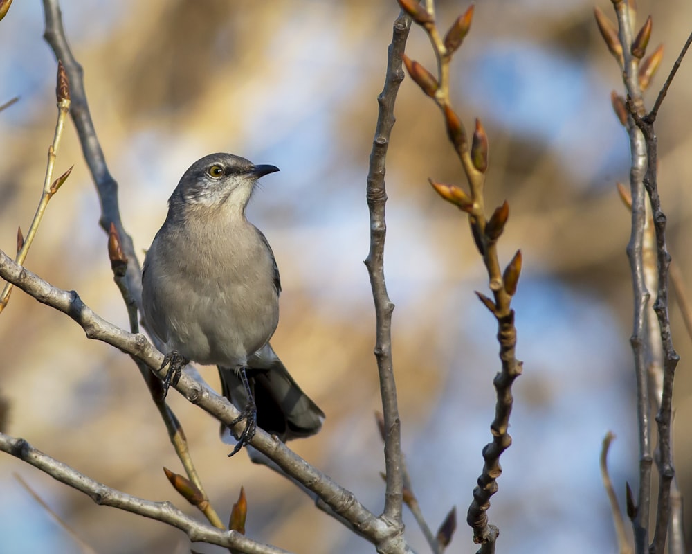 gray and white bird on brown tree branch