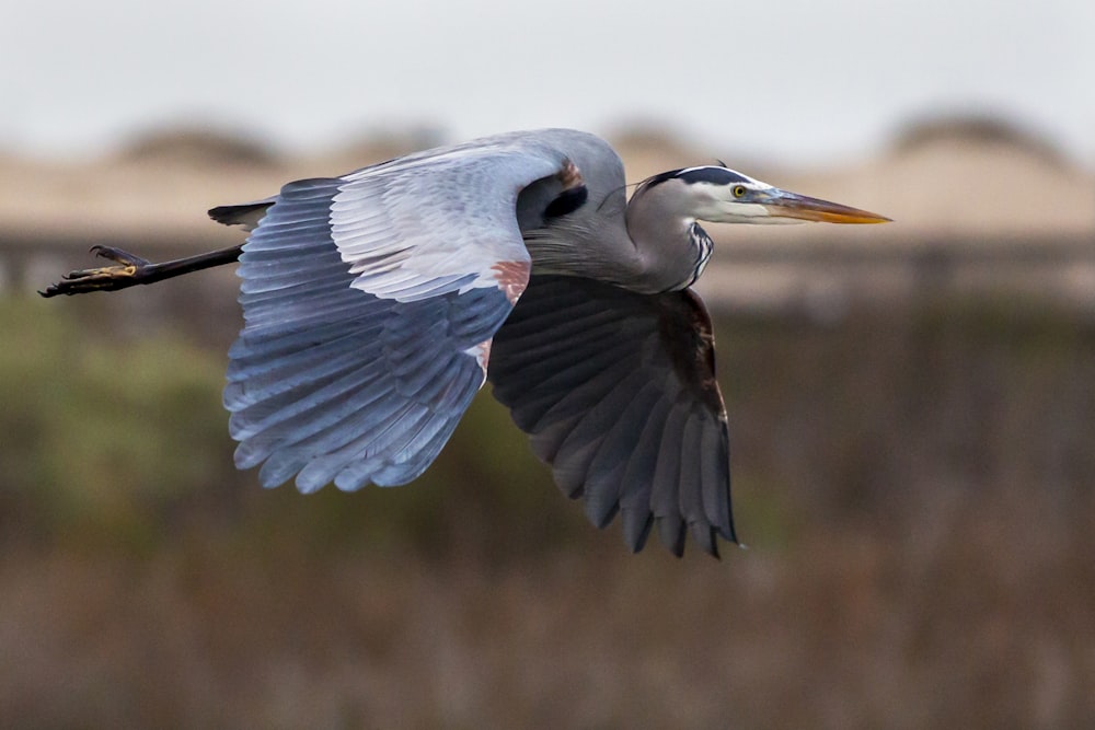 blue and white bird flying during daytime