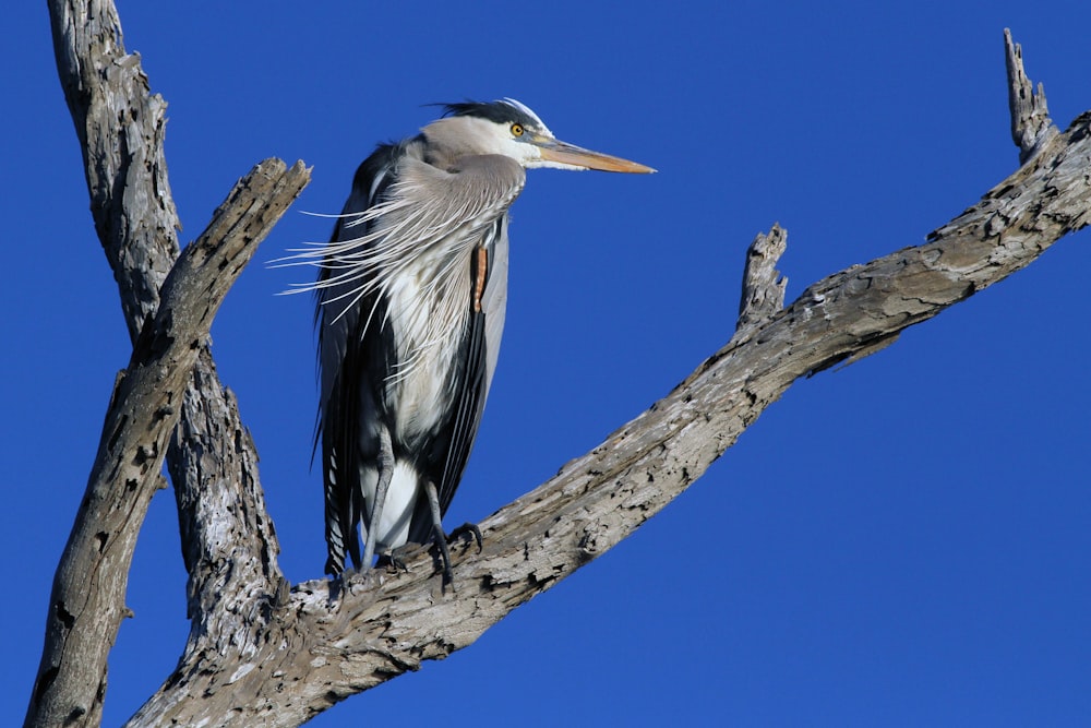 brown and white bird on brown tree branch