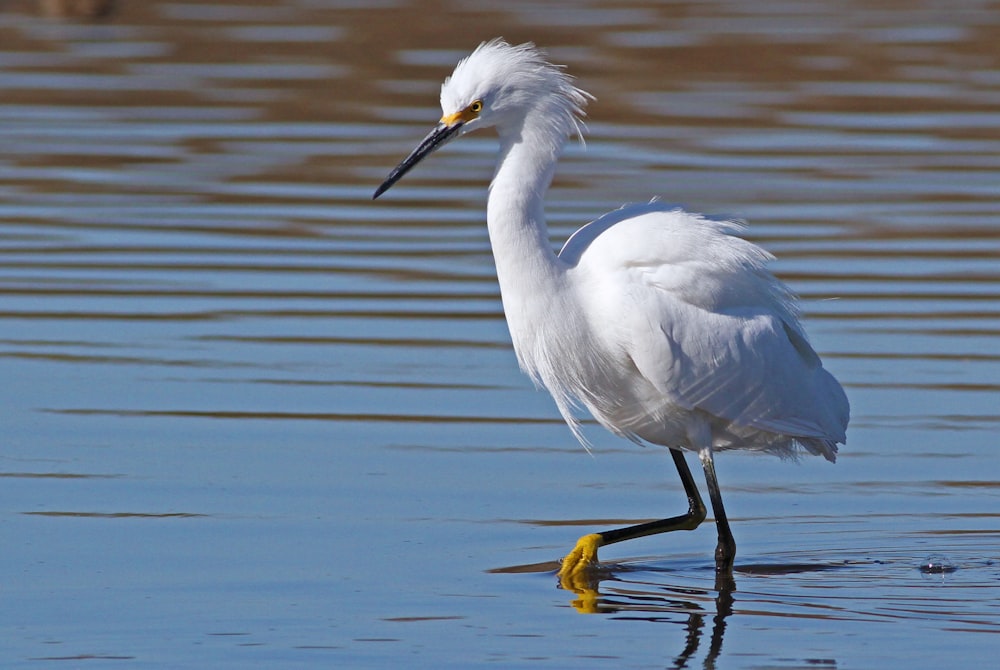 white bird on body of water during daytime