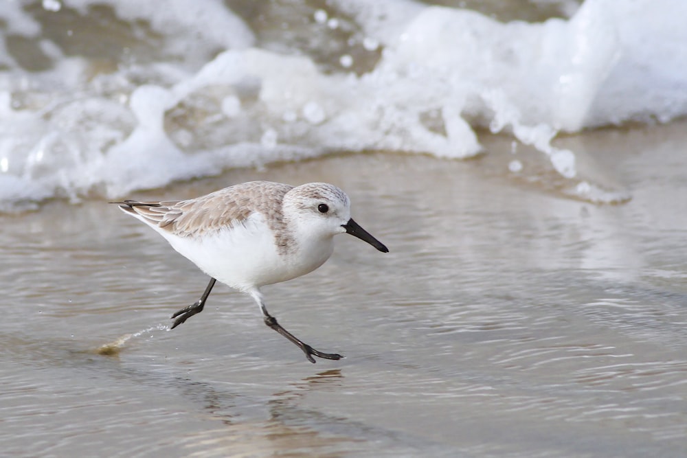 brown and white bird on water during daytime