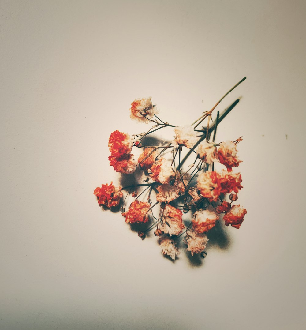 pink and white flowers on white surface