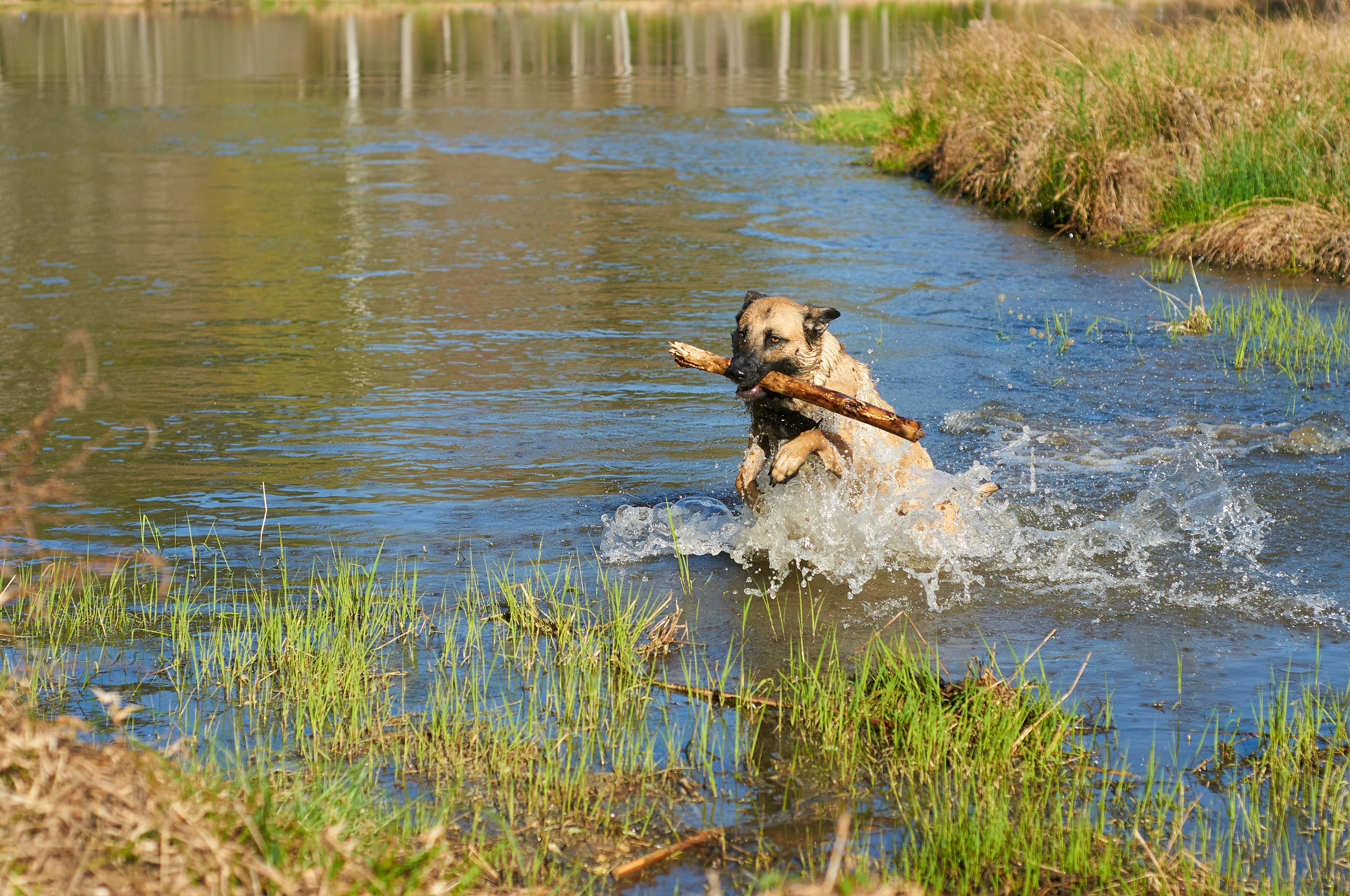 4. Belgian Malinois (image credits: unsplash)