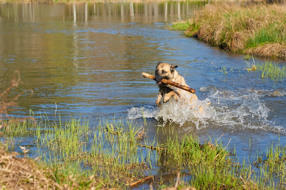 brown short coated dog running on water during daytime
