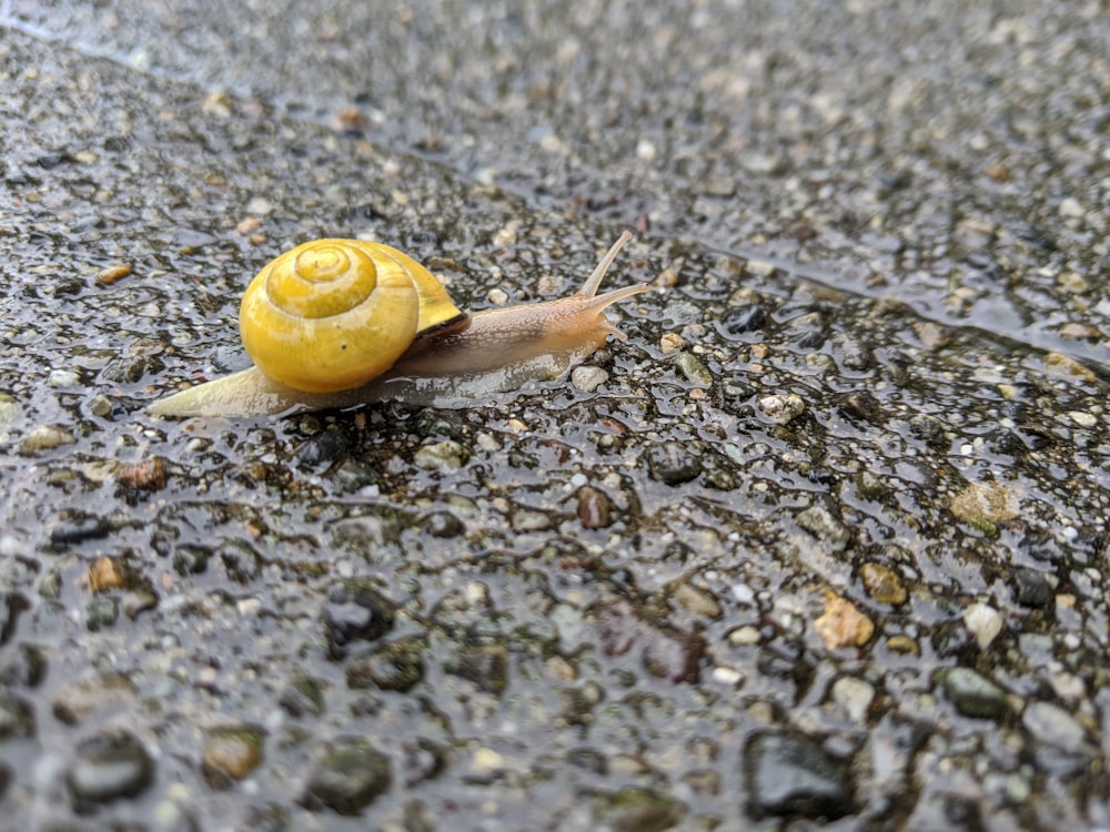 yellow snail on gray and black concrete floor