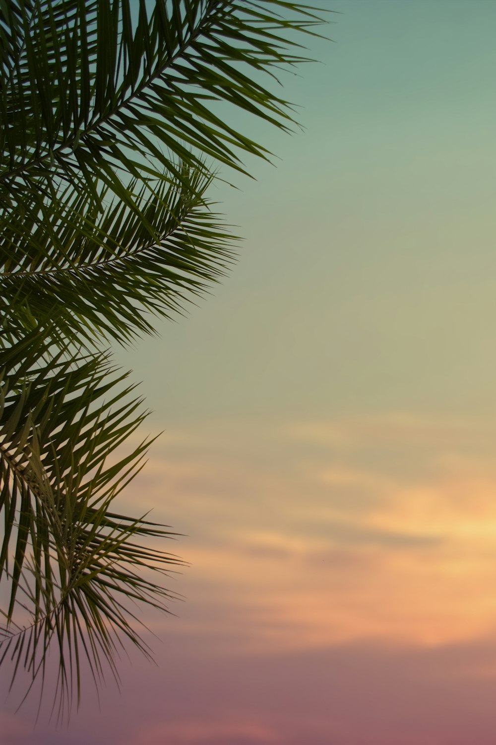 green palm tree under cloudy sky during daytime