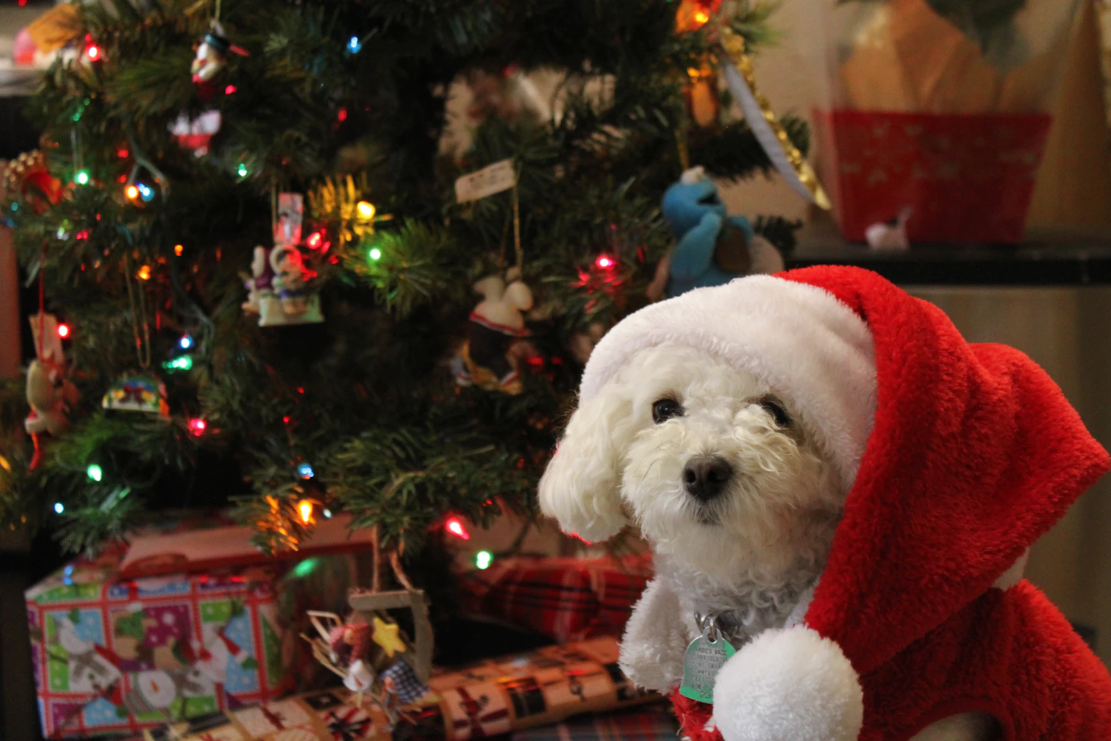 Cachorro blanco sentado sobre una tela roja en un ambiente navideño