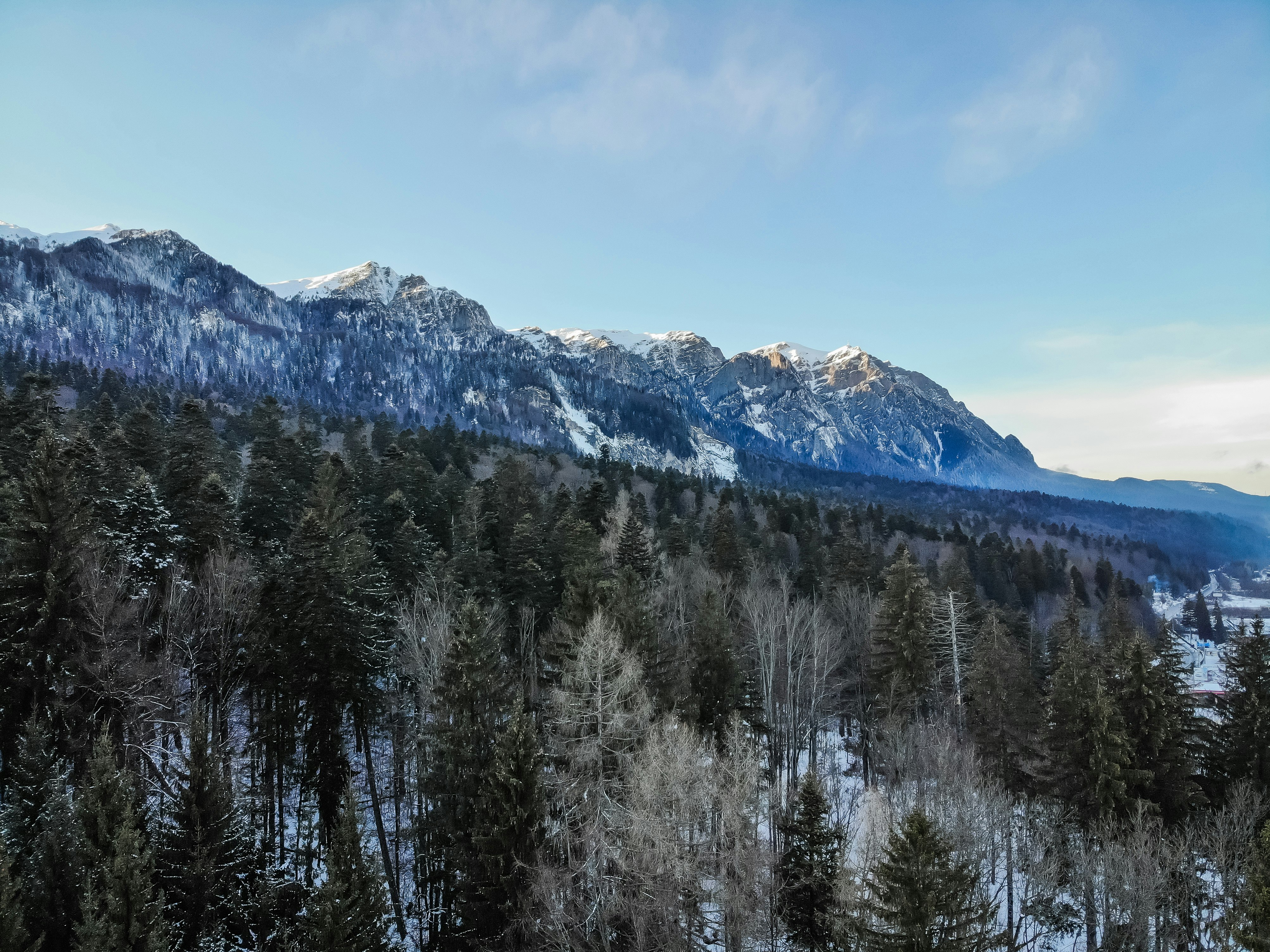 green pine trees near snow covered mountain under blue sky during daytime