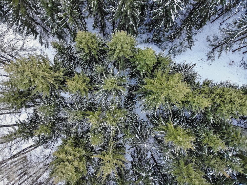 green pine tree during daytime