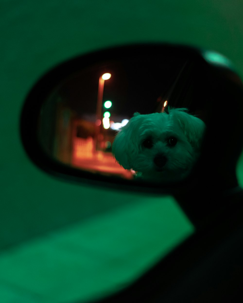 white long coated small dog on car window