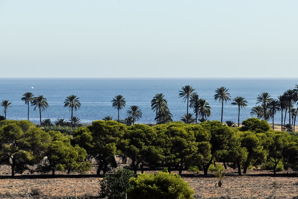 green trees near body of water during daytime