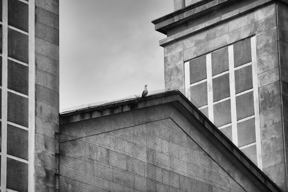 foto em tons de cinza do pássaro no topo do edifício