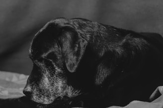 A black and white image featuring a side profile of a black dog with graying fur around its muzzle and eyes, lying down on a soft surface. The background is a plain, muted fabric, adding to the somber and peaceful atmosphere.