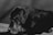 A black and white image featuring a side profile of a black dog with graying fur around its muzzle and eyes, lying down on a soft surface. The background is a plain, muted fabric, adding to the somber and peaceful atmosphere.