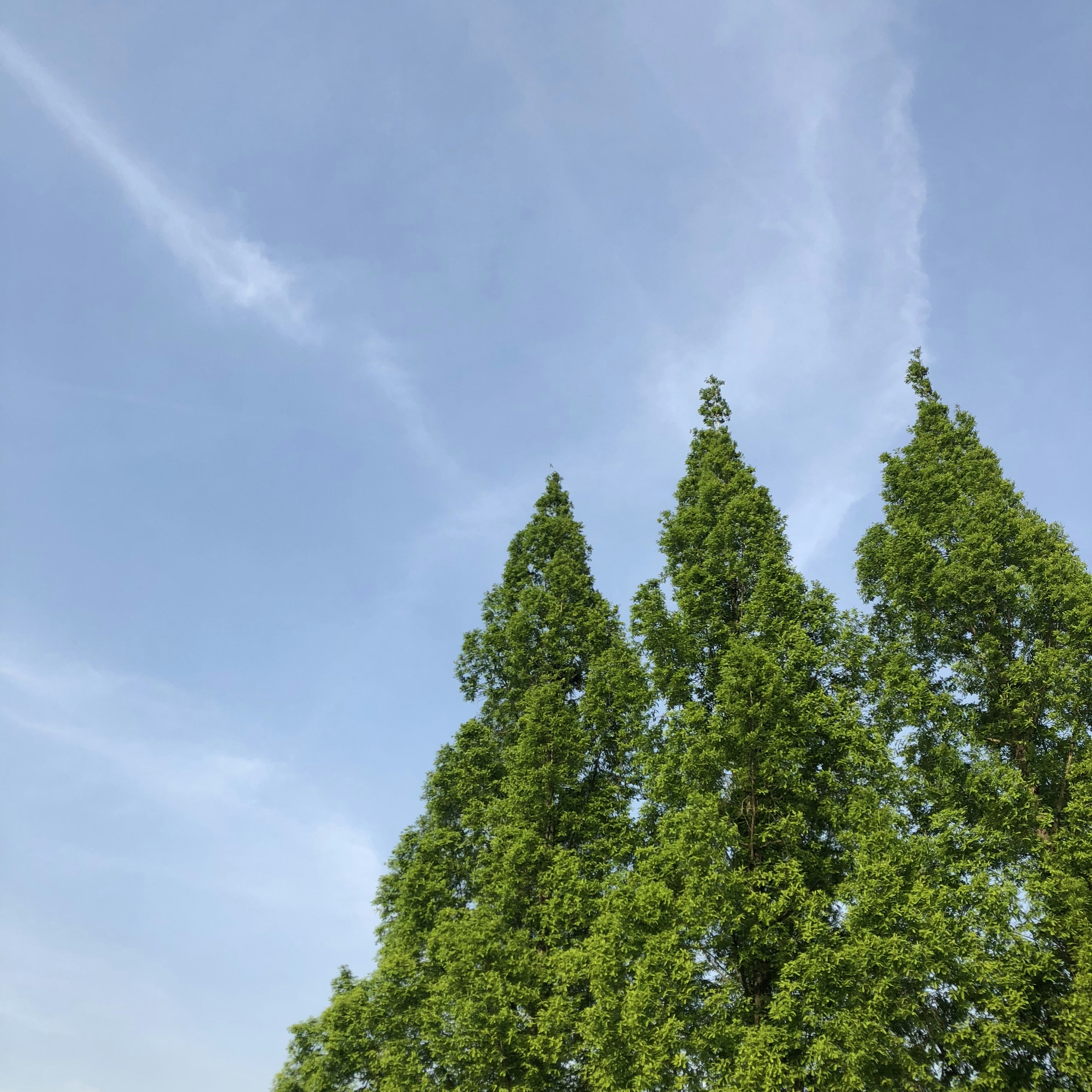Green trees under white clouds and blue sky during daytime photo – Free ...