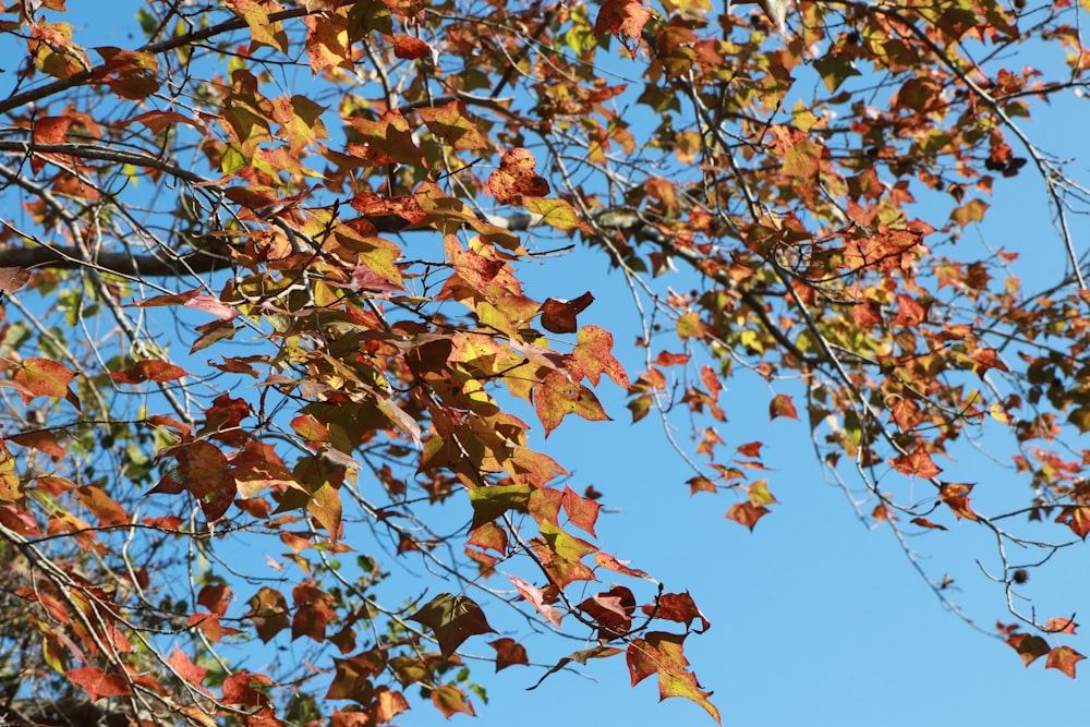 Árbol de hojas marrones y verdes bajo el cielo azul durante el día