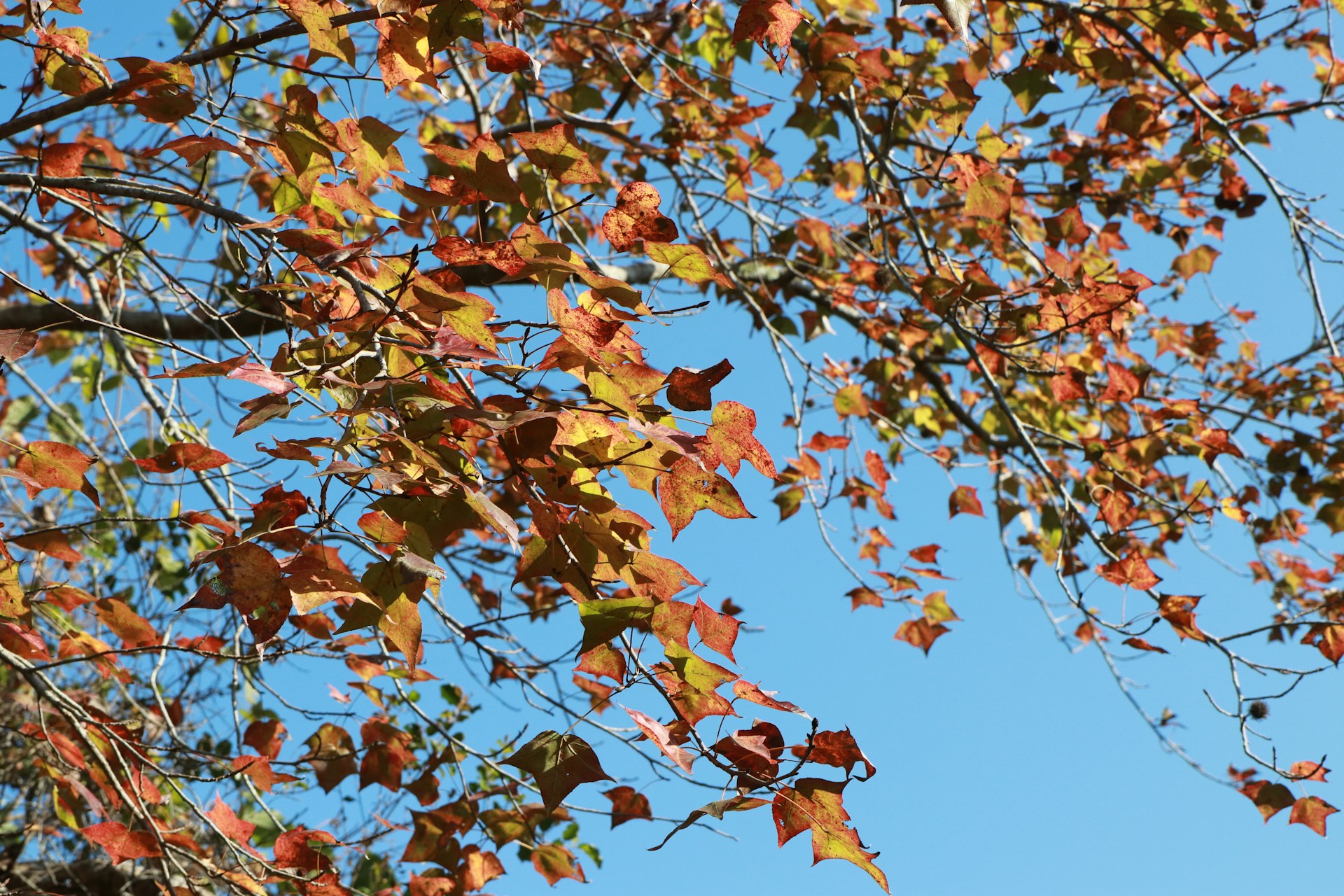 brown and green leaves tree under blue sky during daytime