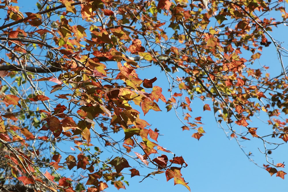 brown and green leaves tree under blue sky during daytime