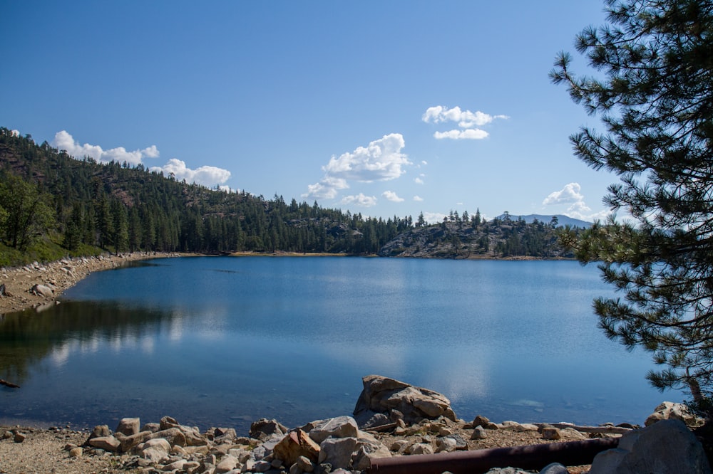 green trees near lake under blue sky during daytime