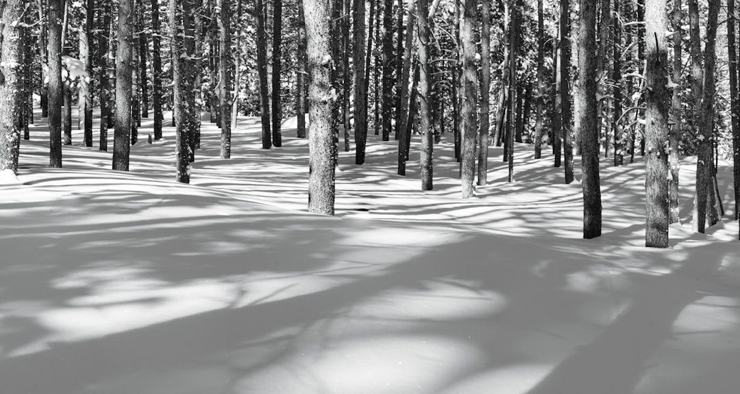 grayscale photography of trees on snow covered ground