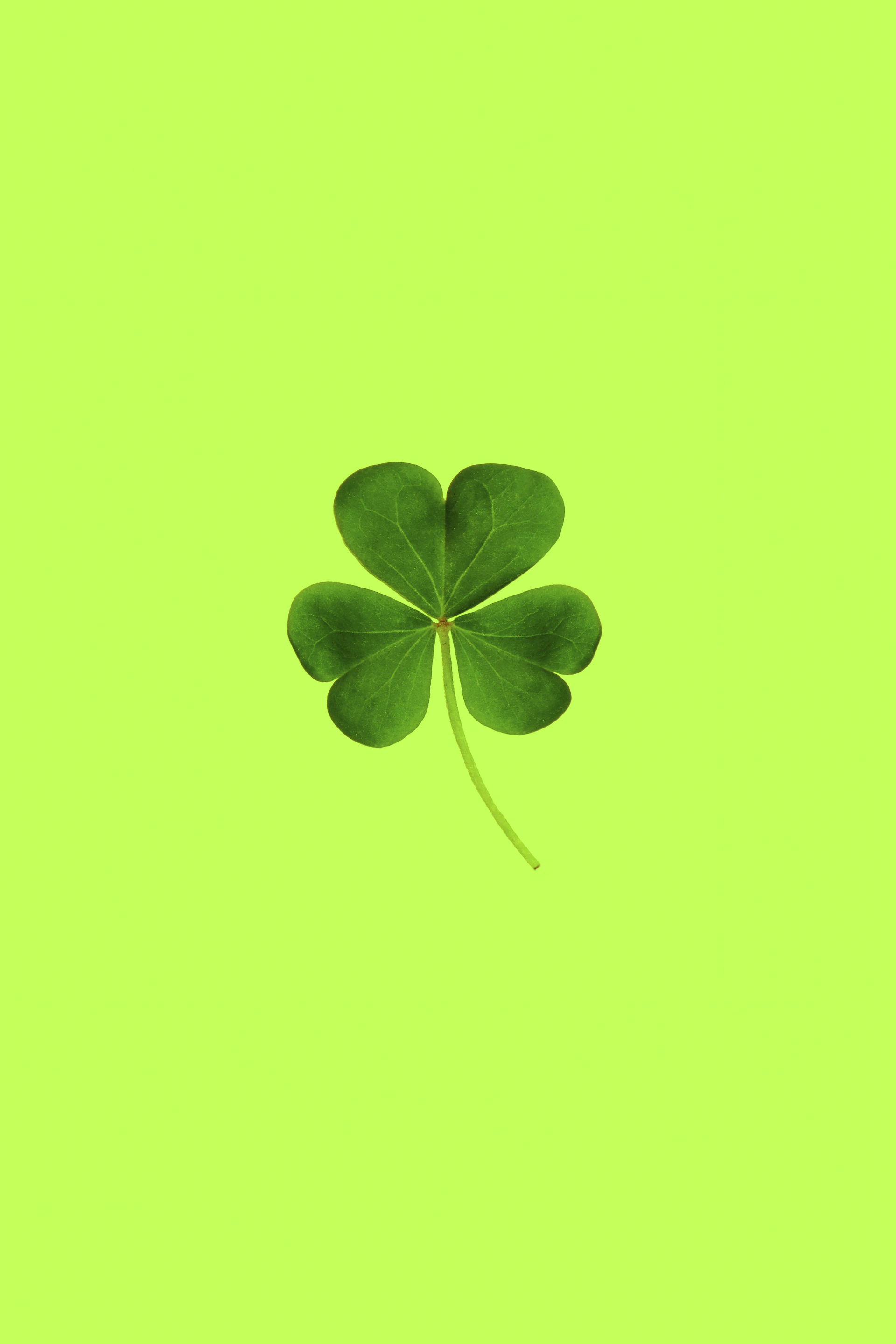 green and black leaves illustration