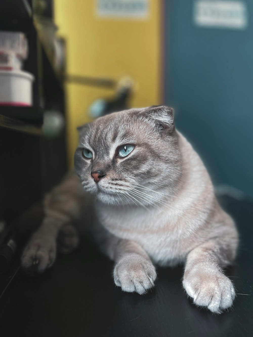 brown and white short fur cat