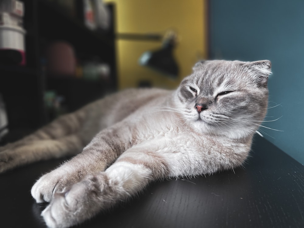 gray and white cat lying on black leather couch